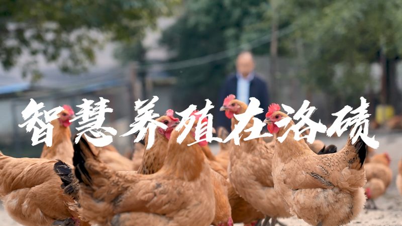 纺织用蛋白酶：揭秘其作用与选择要点**